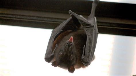 蝙蝠進來家裡 放聚寶盆的櫃子